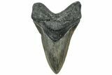 Serrated, Fossil Megalodon Tooth - North Carolina #319908-1